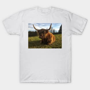 Scottish Highland Cattle Cow 2147 T-Shirt